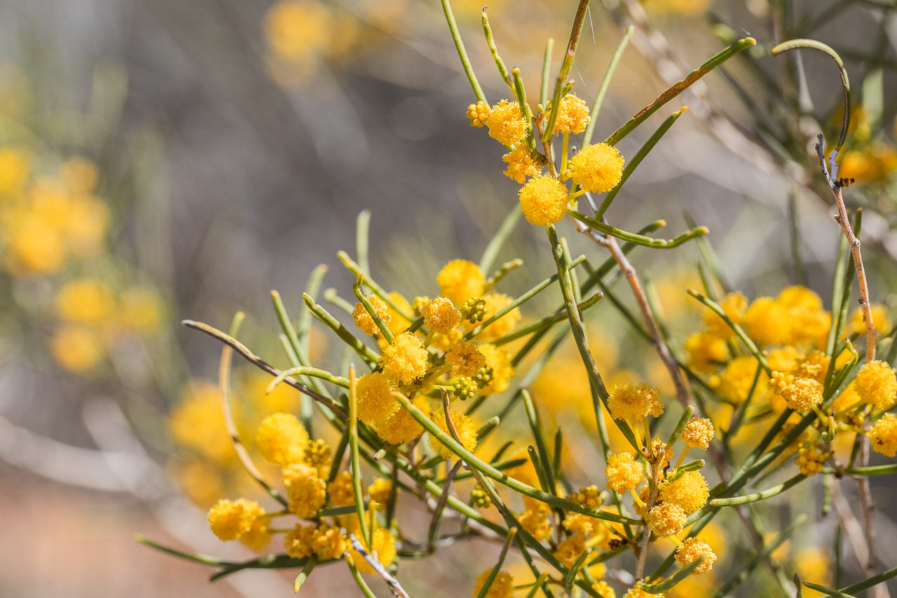 The yellow pompoms of the acacia