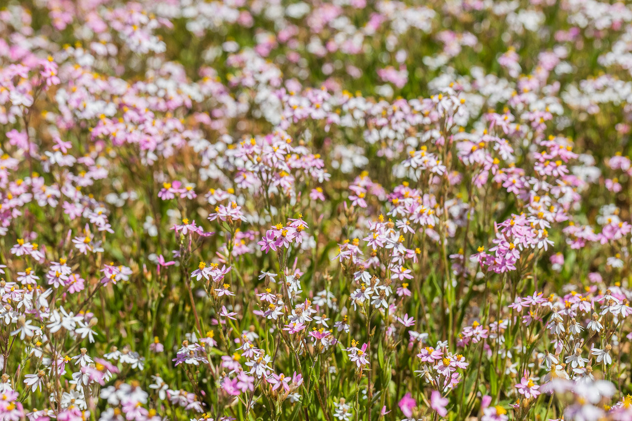 A carpet of pink and white wildflowers at Nallan Station near Cue in WA