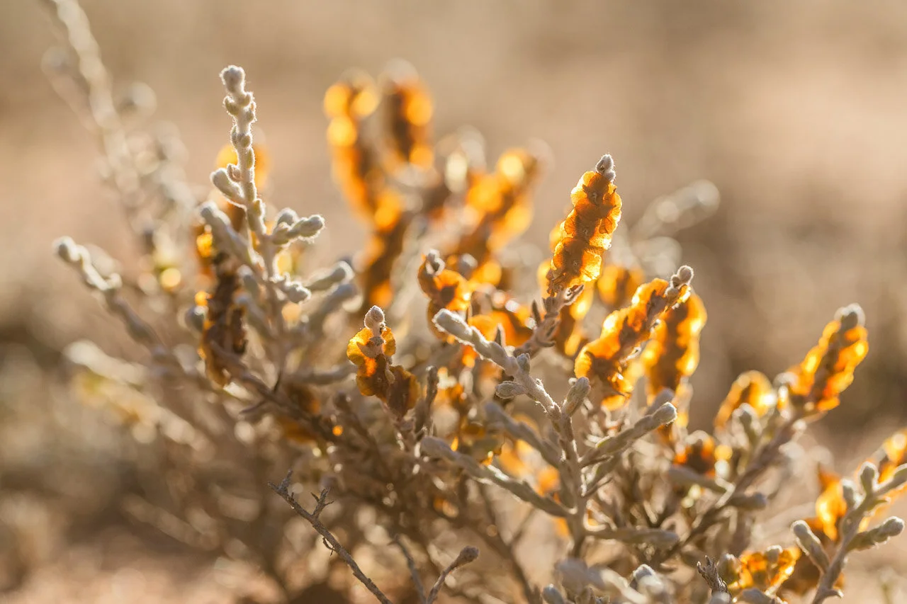 Backlit wildflowers at Nallan Station in the Goldfields, Western Australia