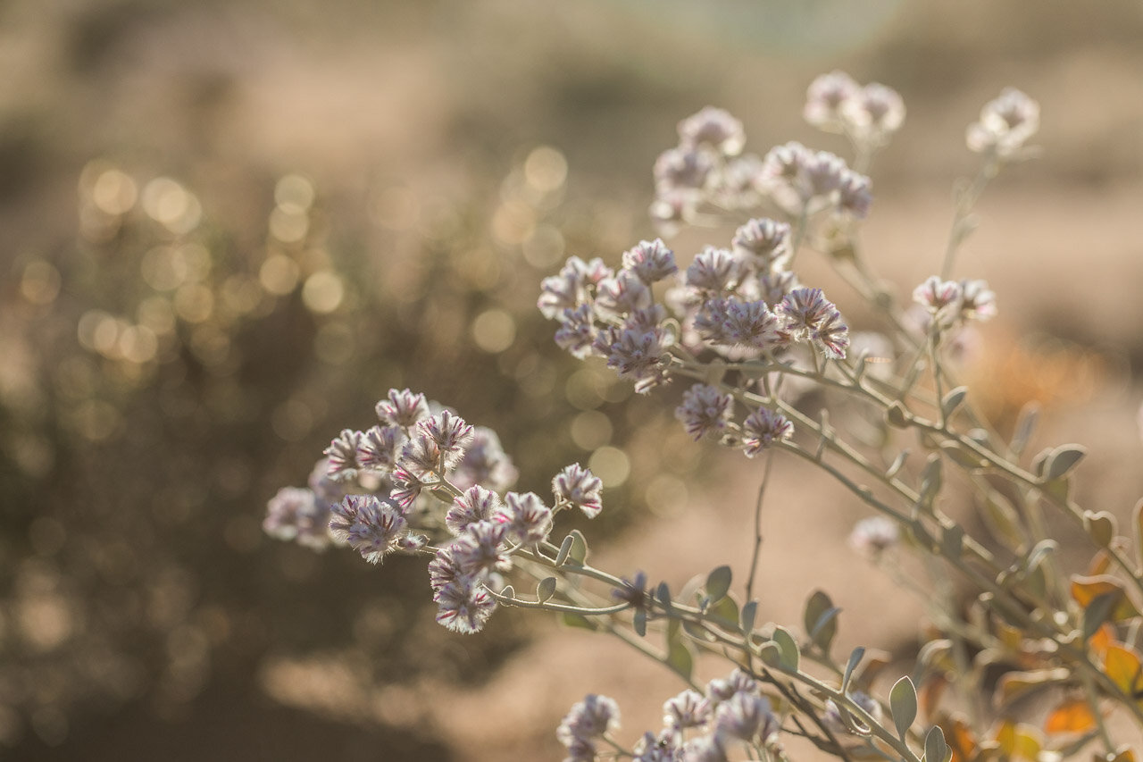 Backlit Western Australian wildflowers in the Goldfields