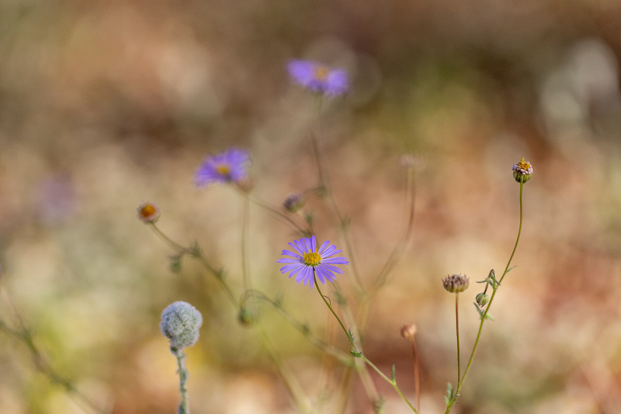 Pretty purple wildflowers near Cue, WA