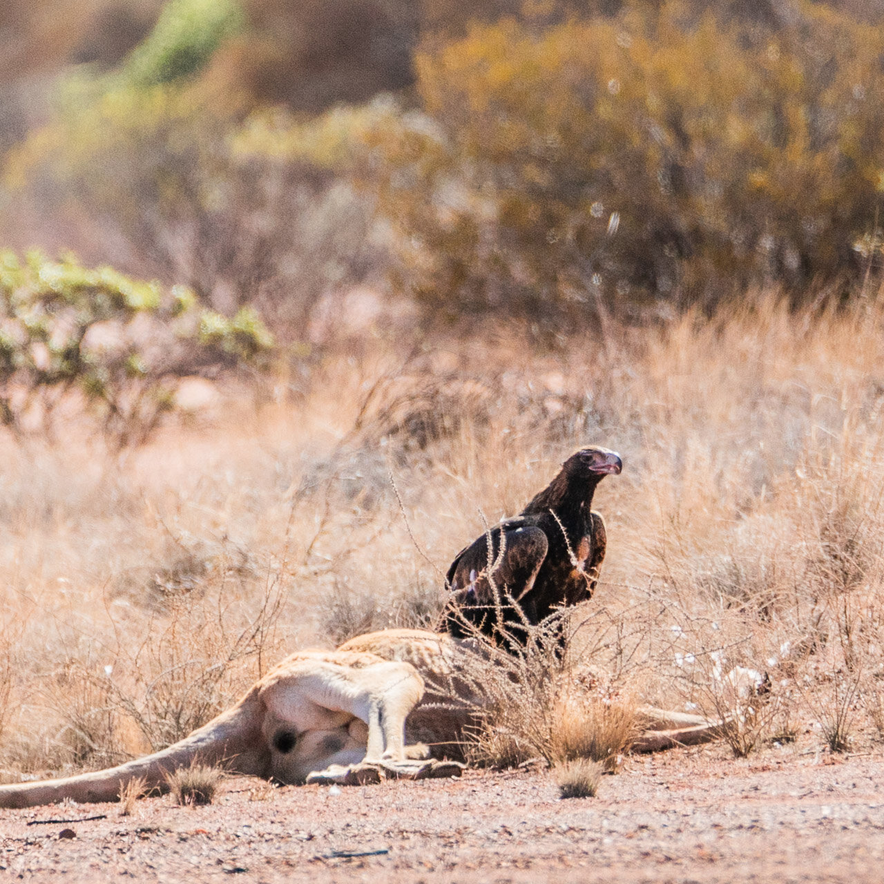Roadkill - a wedgetail eagle with a dead kangaroo 