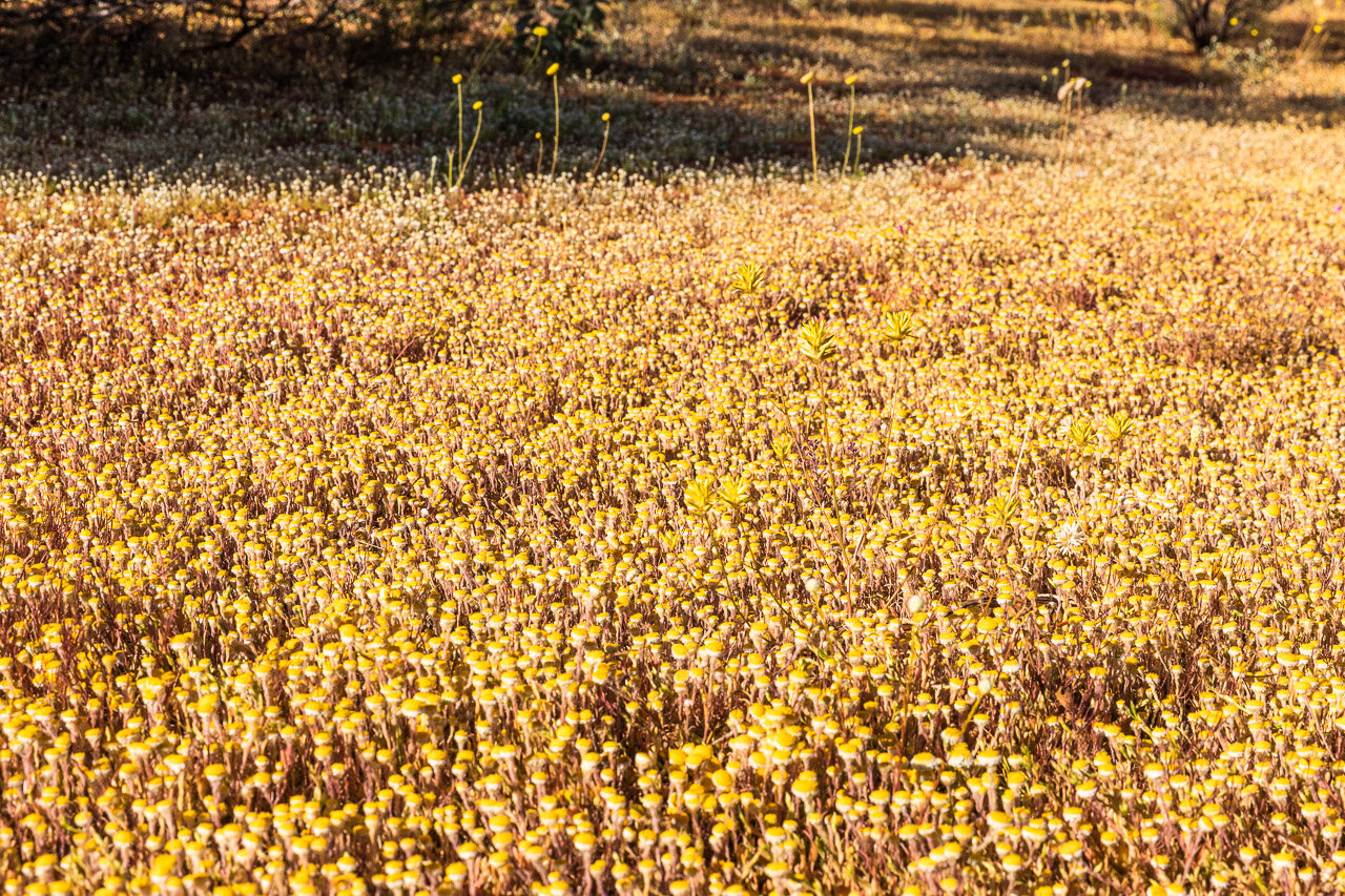 A carpet of yellow wildflowers at Nallan Station in the Western Australian Goldfields