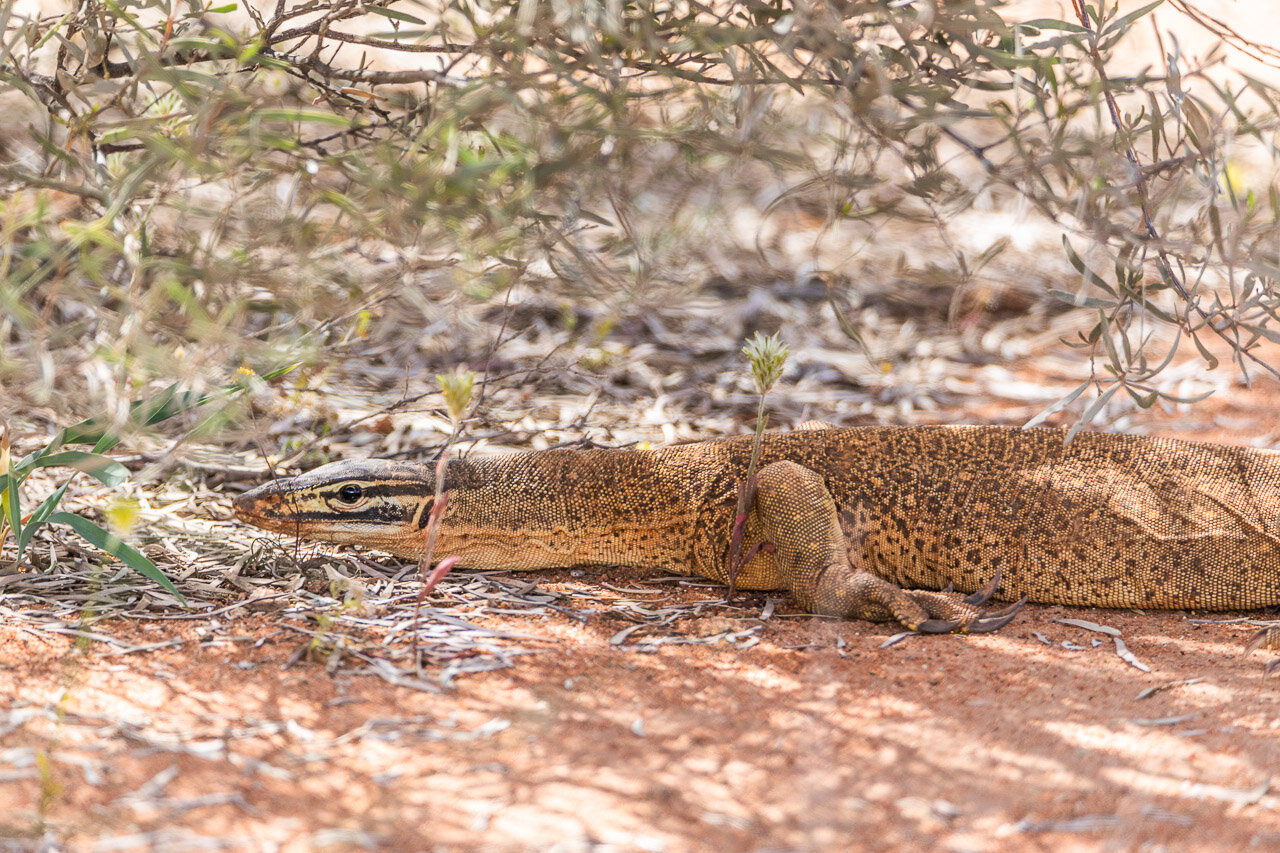 A racing goanna, aka bungarra, staying motionless and low to the ground