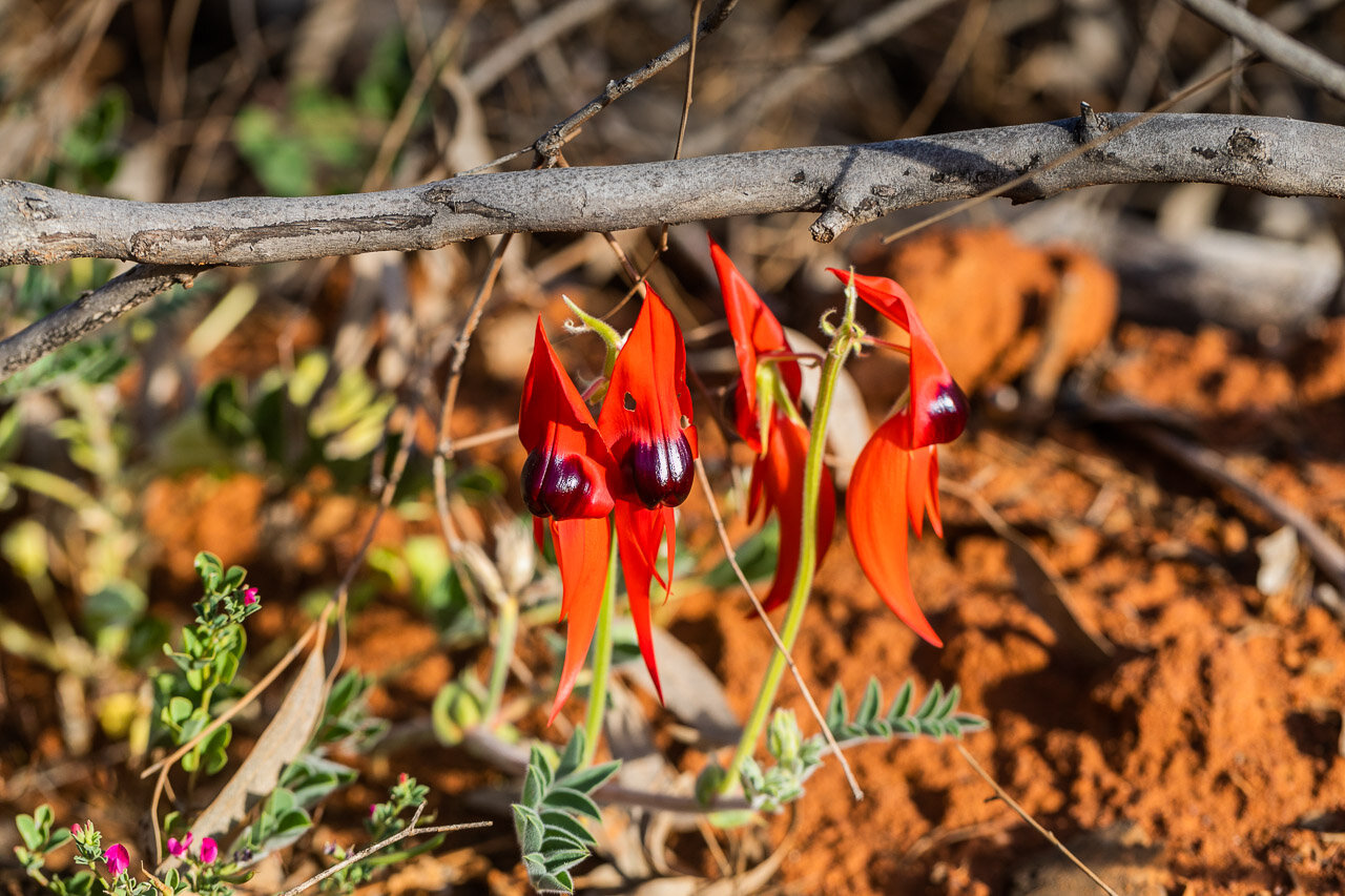 The beautiful Sturt Desert Peas at Nallan Station in Western Australia's Goldfields