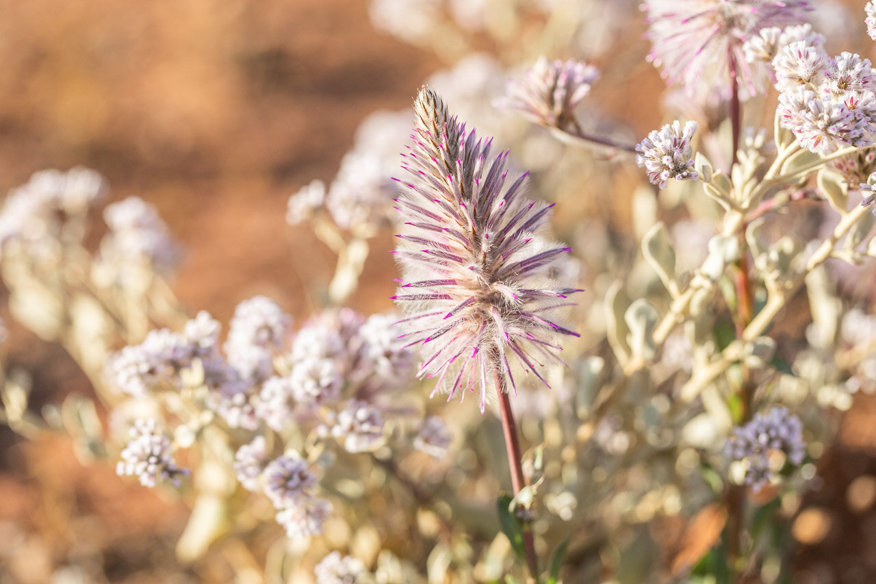 Wildflowers are in abundance in the Goldfields in early Spring