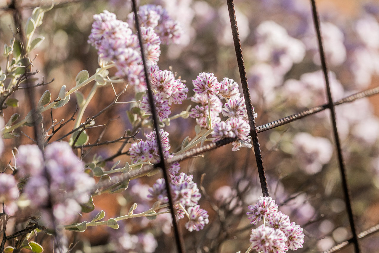 Wildflowers and metal fencing in the Goldfields, WA