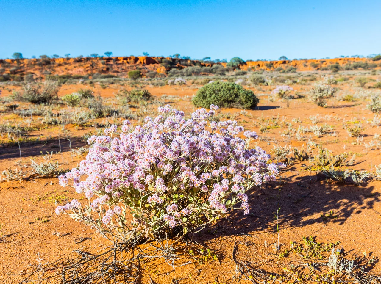 Beautiful purple wildflowers at Nallan Station in September