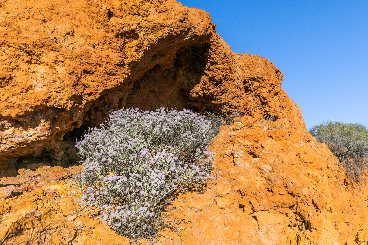 The wildflowers decorate the entrance to a cave in the breakaway at Nallan Station, WA