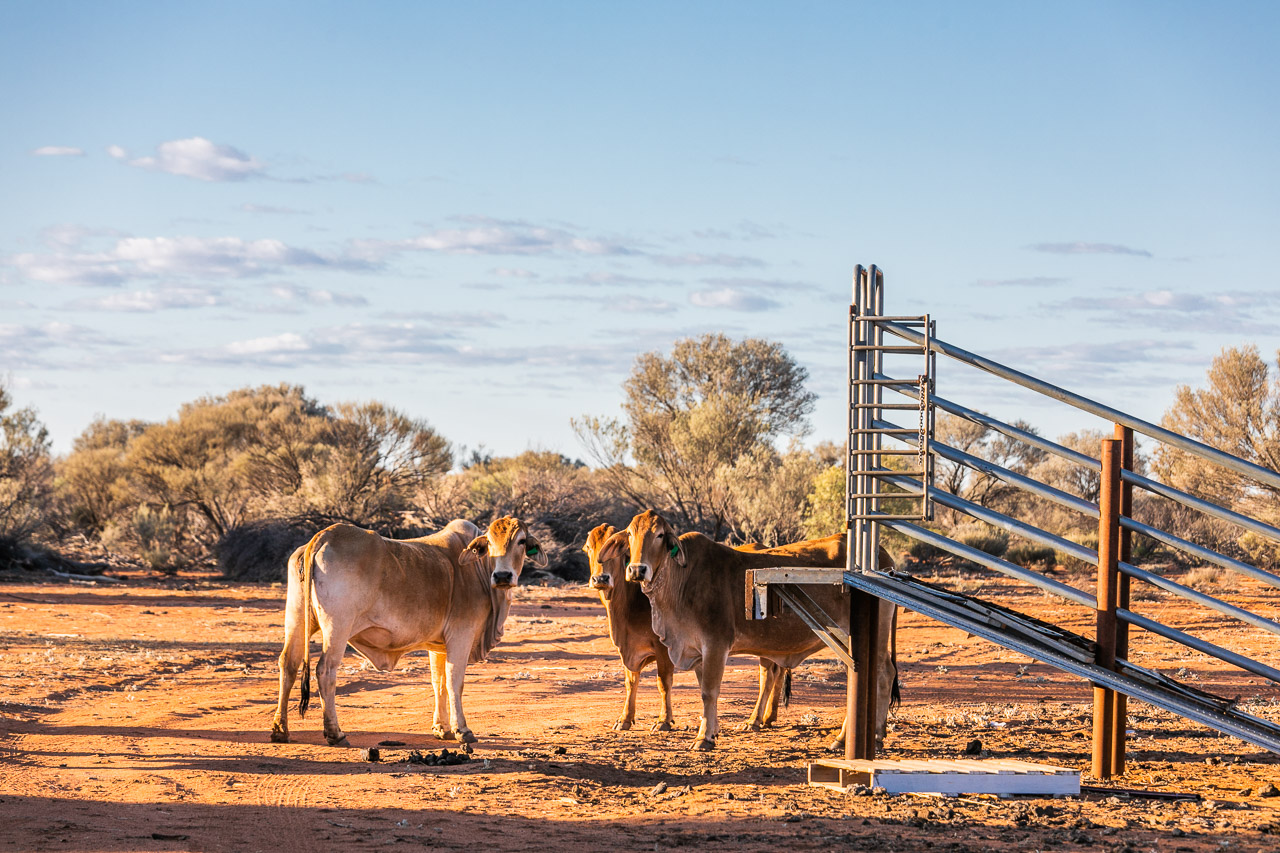 Cattle by the yards at Nallan Station, WA