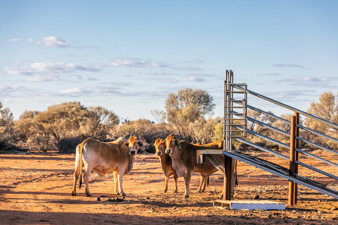 Cattle by the yards at Nallan Station, WA