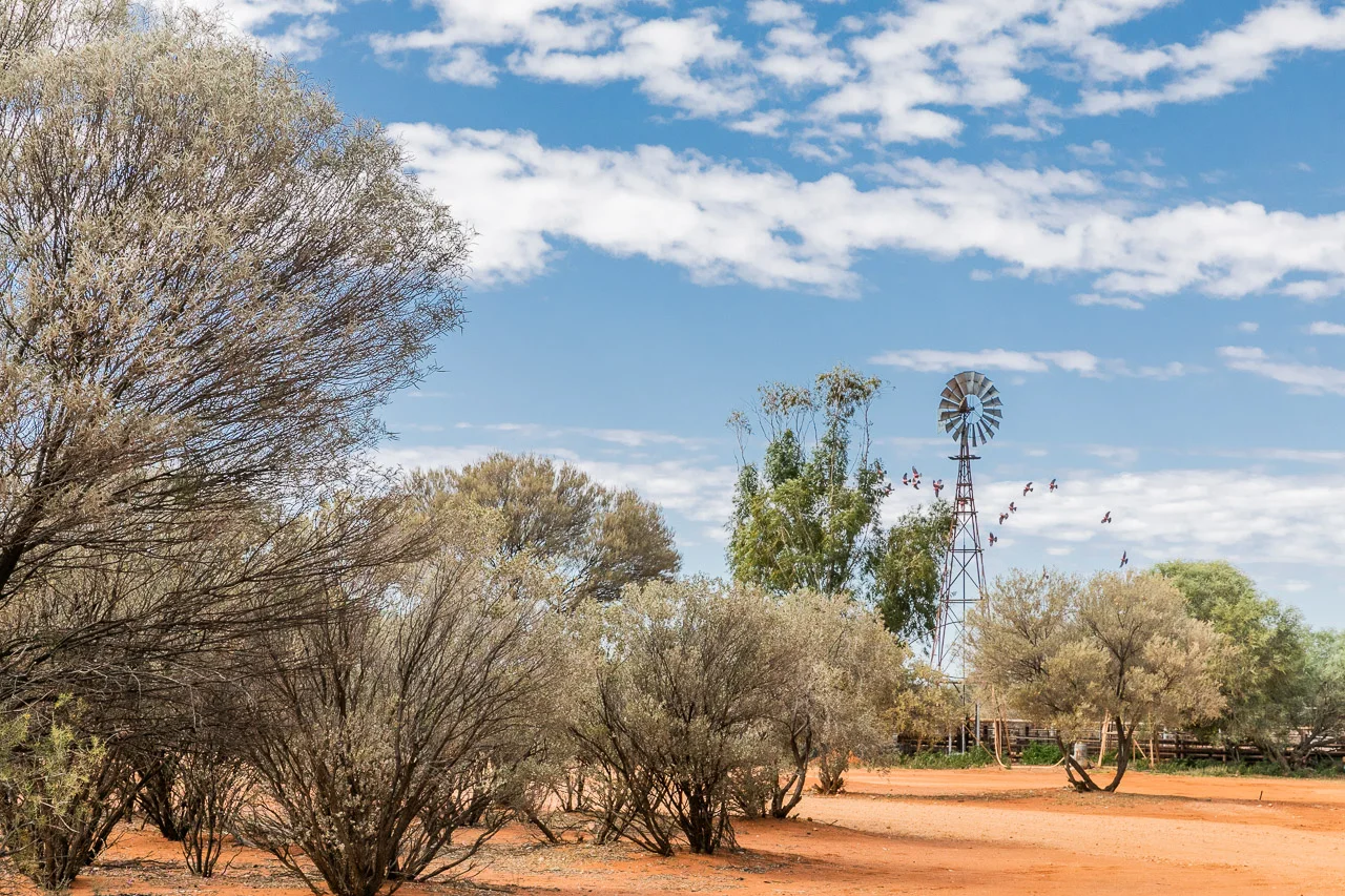 Galahs swoop around the yards and windmill at Nallan Station, WA