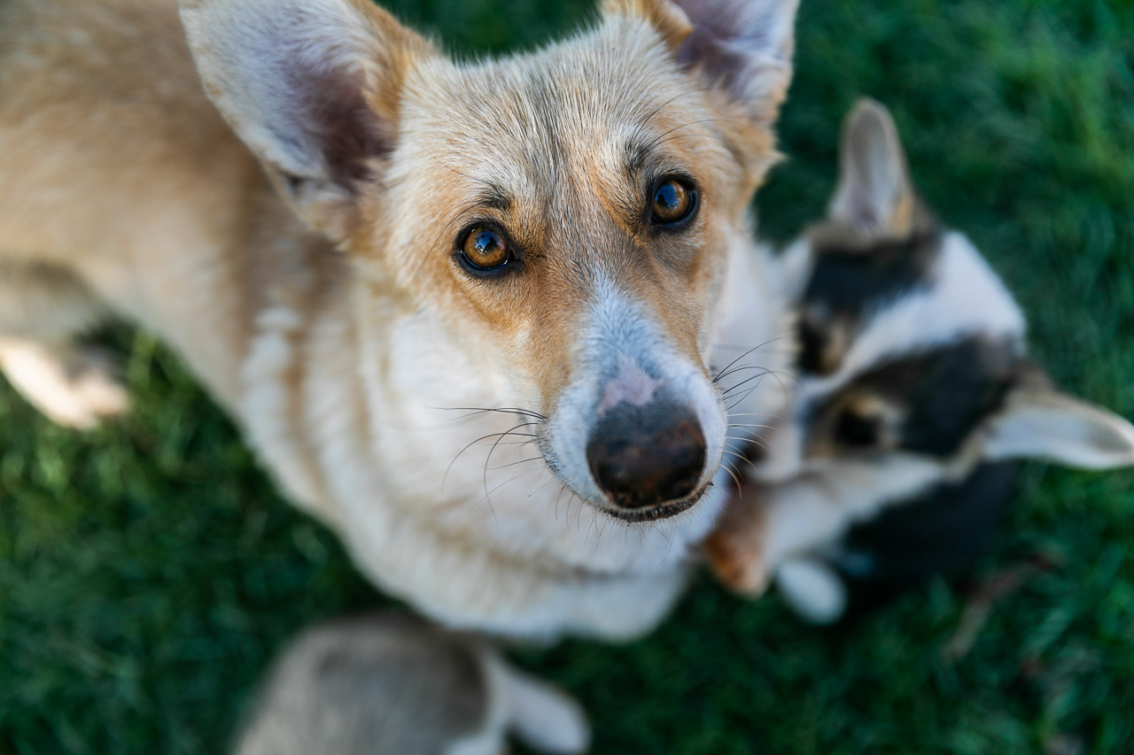 One of Nallan Station's three corgis with her puppies