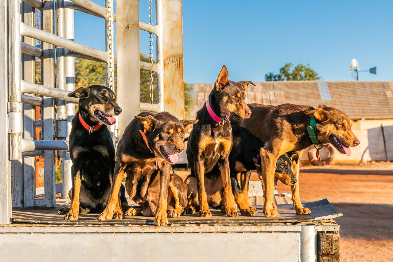 The cattle dogs are Nallan Station posing by the cattle yards