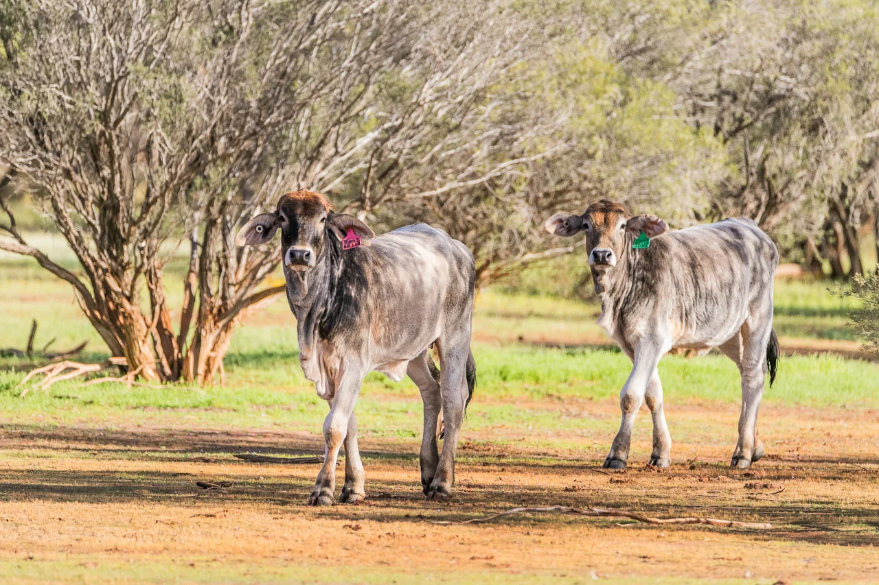 Cattle near Nallan Lake on Nallan Station in the Goldfields, WA