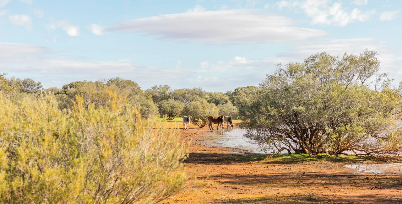 Cattle drinking from the lake at Nallan Station near Cue
