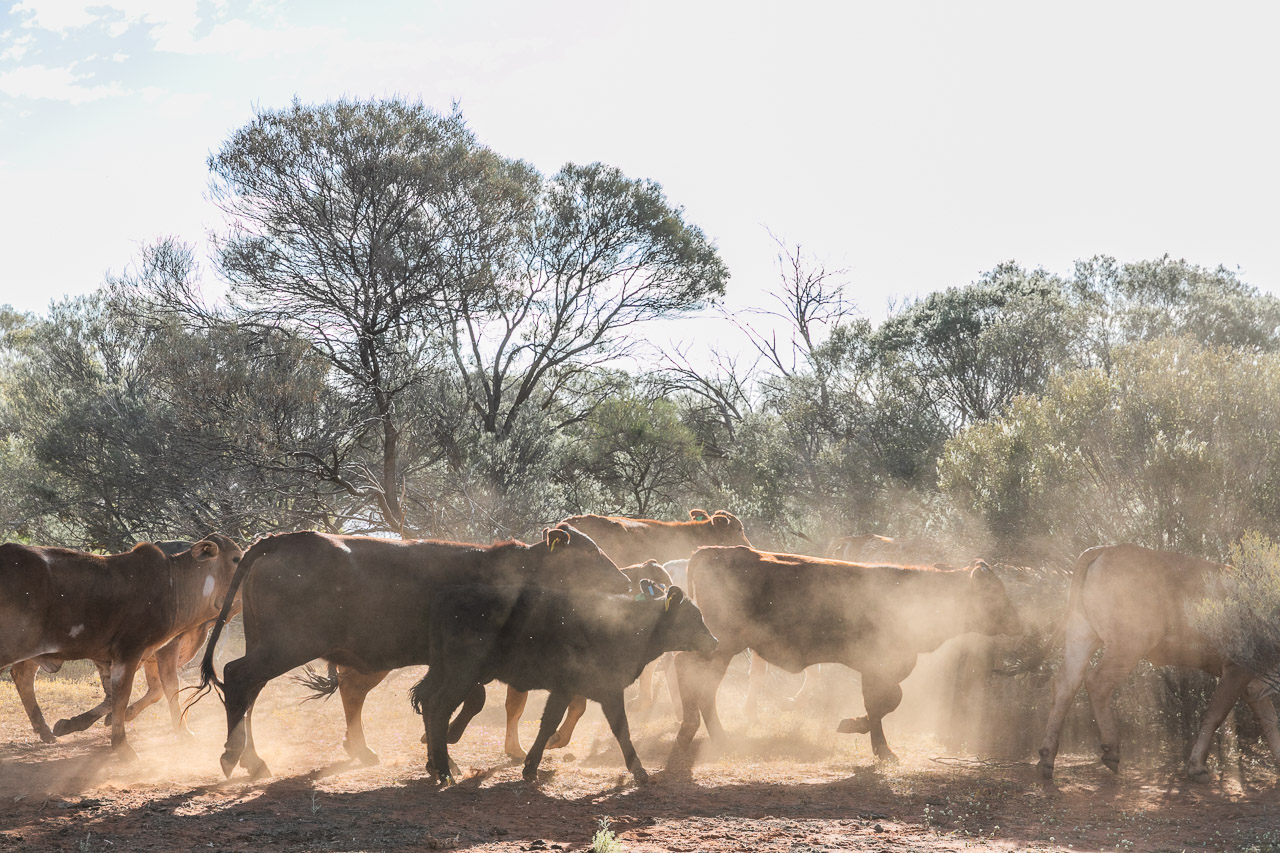 Cattle and clouds of dust at Nallan Station in Western Australia's Goldfields