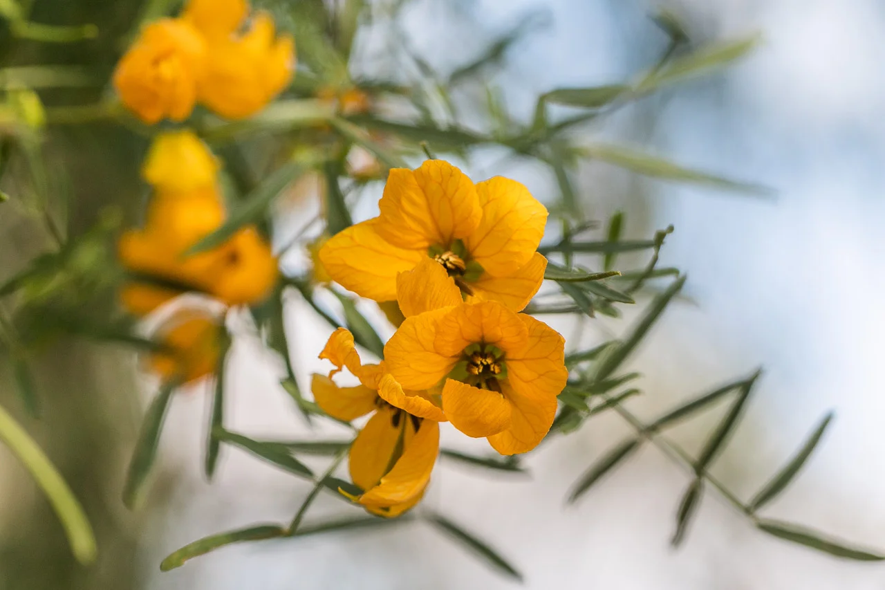 Western Australia is known for its wildflowers and they were putting on a magnificent display at Nallan Station in September.
