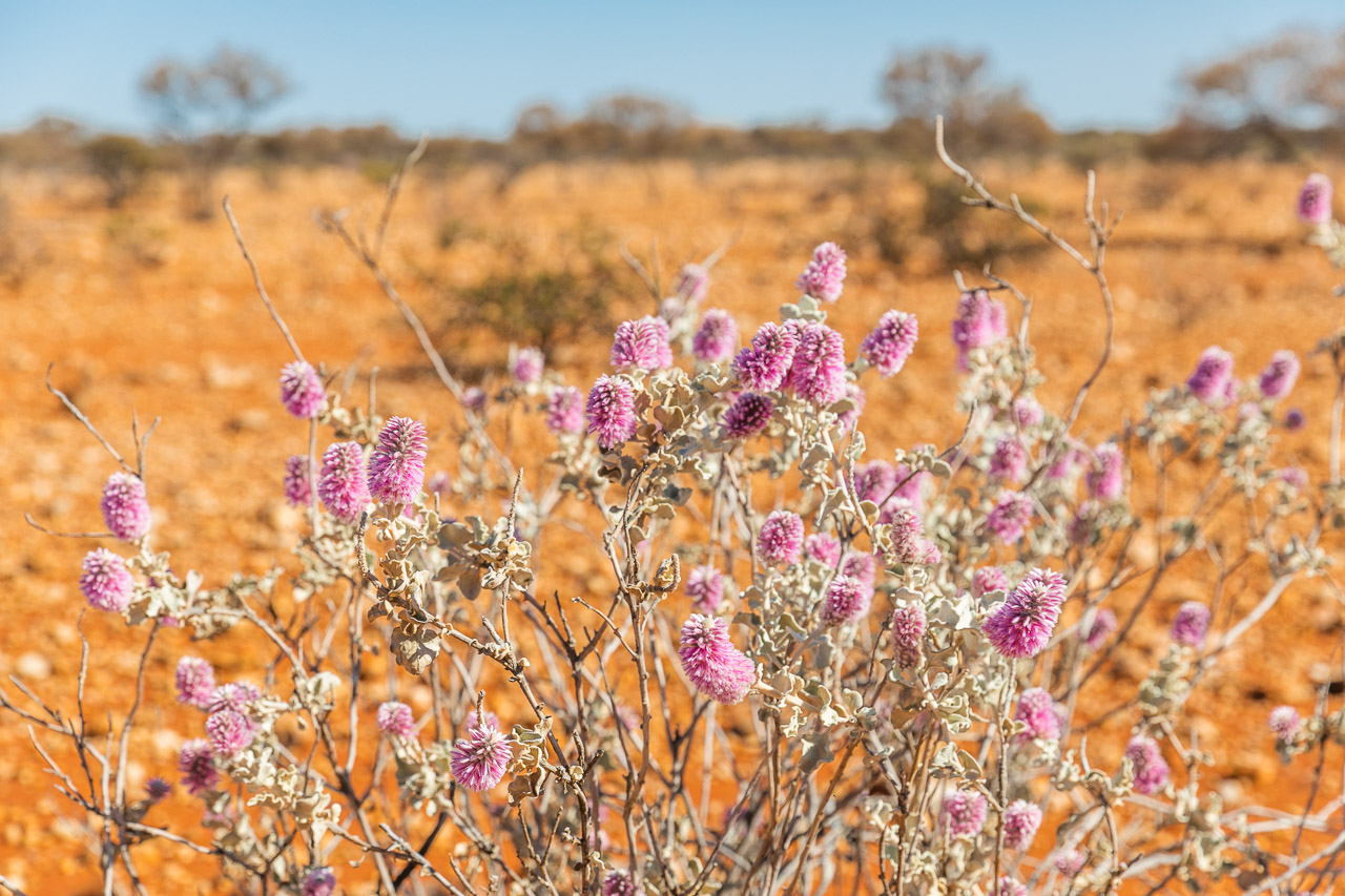 Purple wildflower and red dirt, a typical scene in the Goldfields in spring.