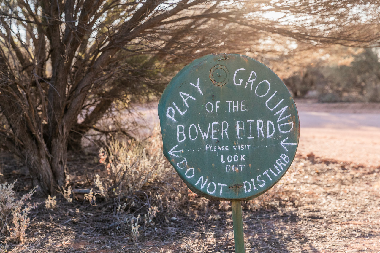 A bowerbird has constructed its bower next to the campground at Nallan Station