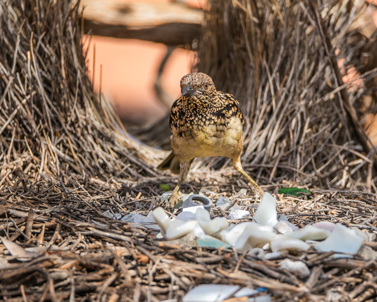 A bowerbird at Nallan Station, rearranging its collection of found treasure