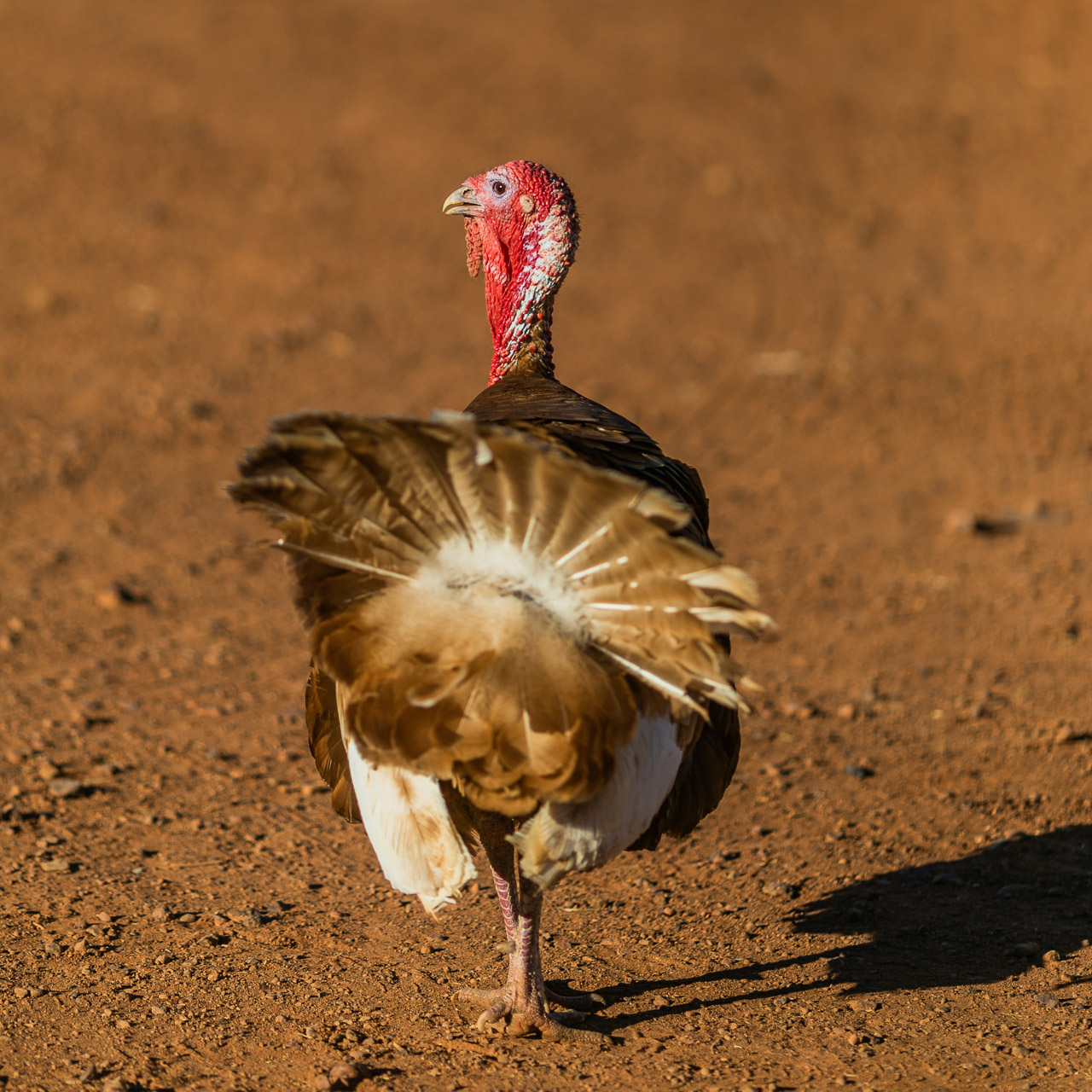 A turkey walking away with attitude