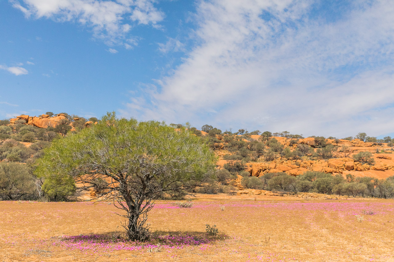 A carpet of pink wildflowers in front of Walga Rock in spring