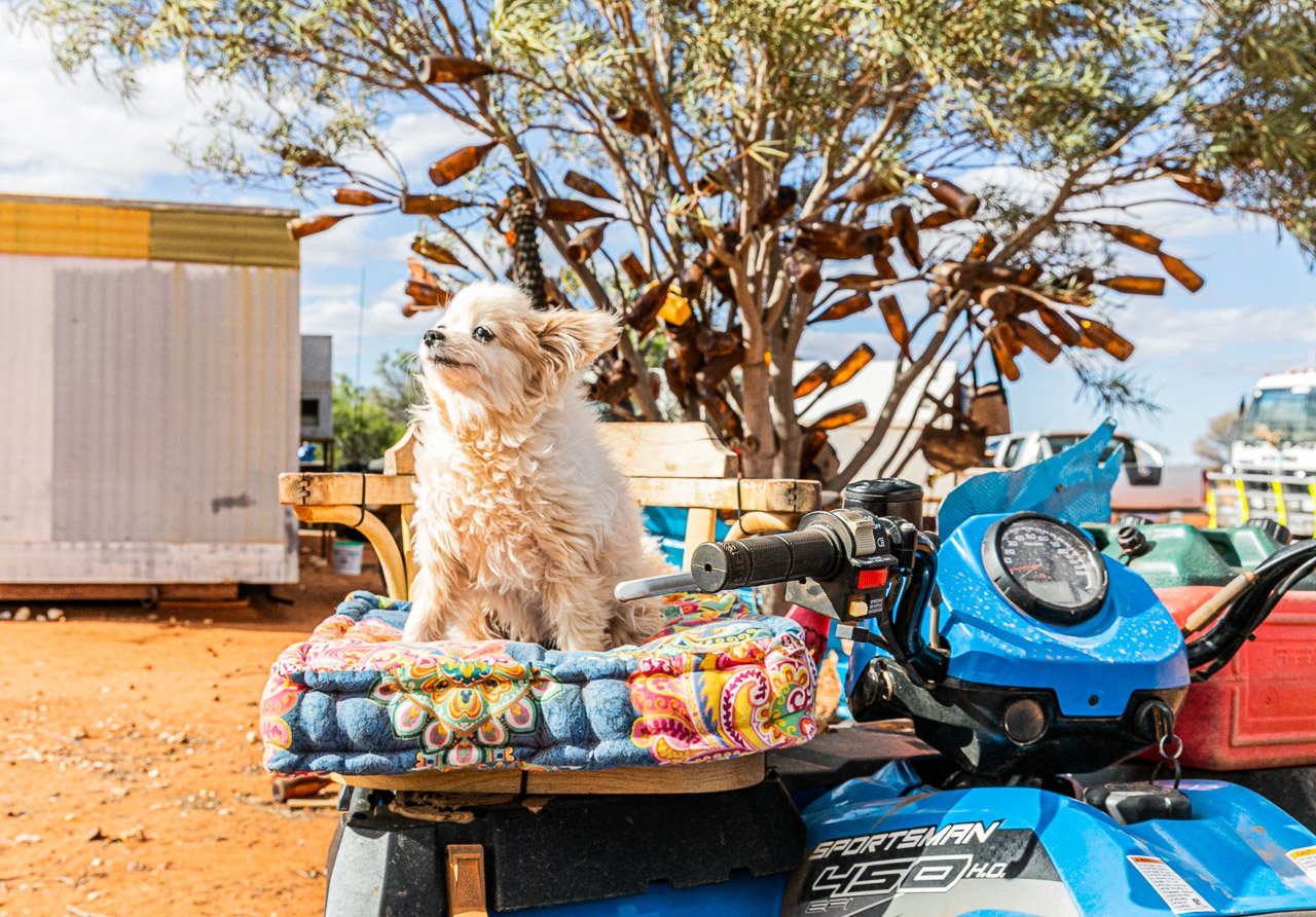 Muzza the little white dog on his quad bike throne