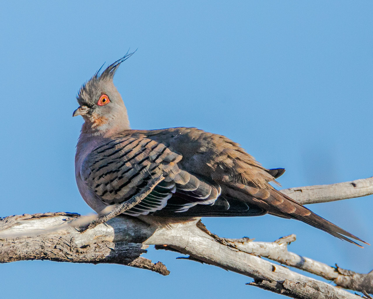 Crested pigeon on a branch