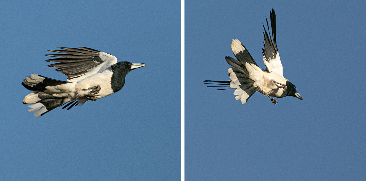 Butcher birds in flight