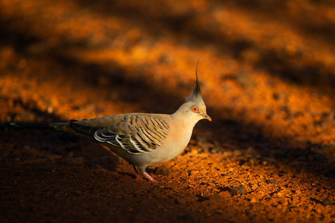 Crested pigeon and deep late afternoon shadows in the Goldfields