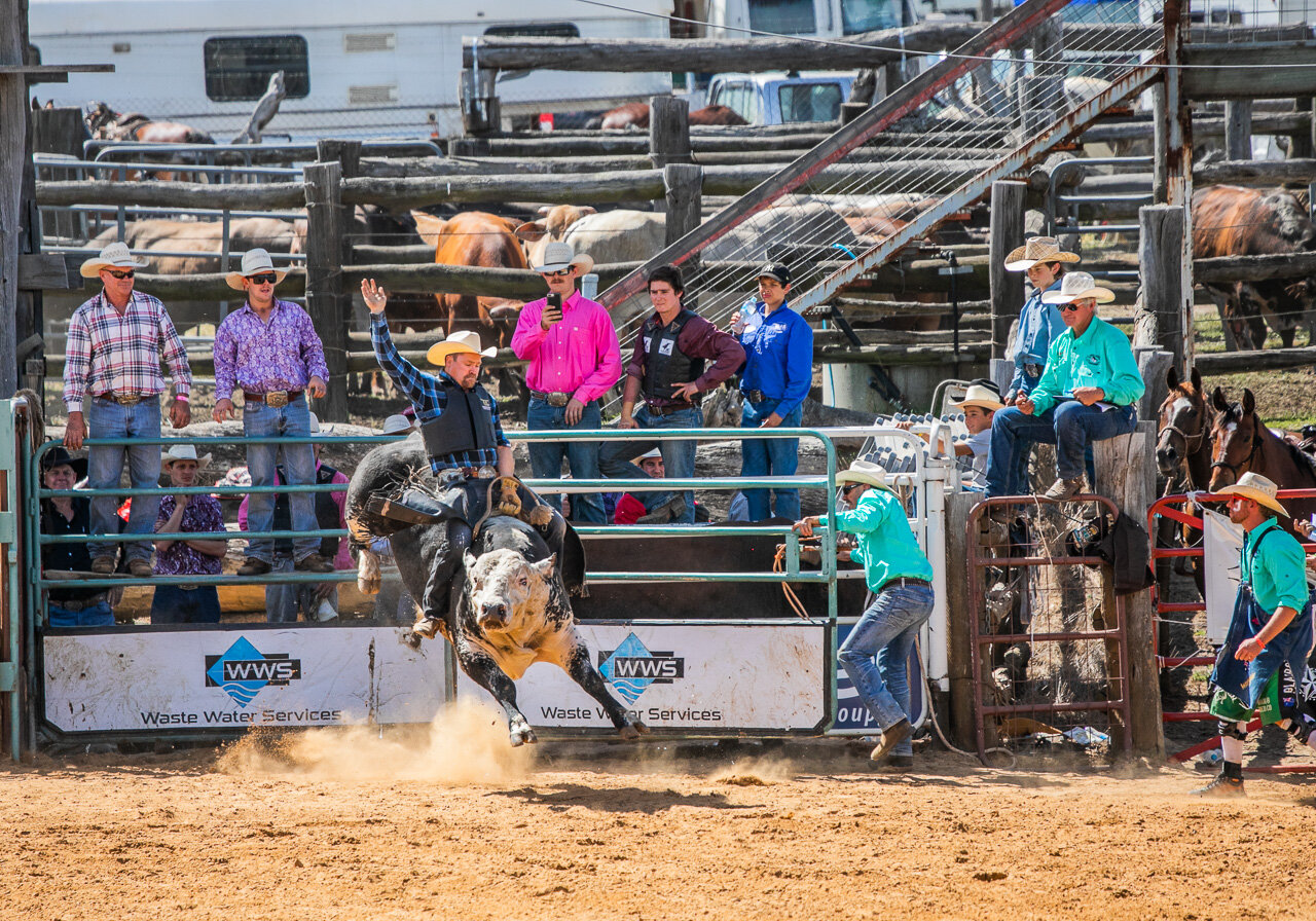 Bucking bulls at the Boyup Brook Rodeo