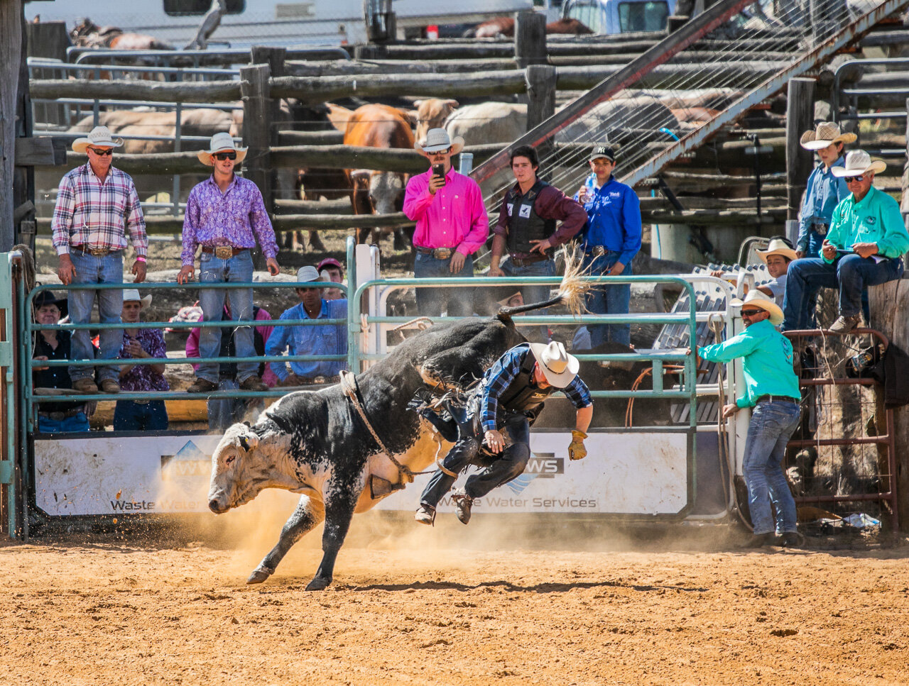 Landing on his feet - a cowboy and bull at the 2019 Rodeo in Boyup Brook, WA