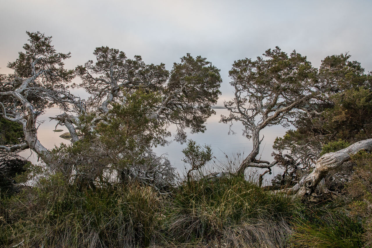 Early morning mist and paperbarks by Denmark's Wilsons Inlet.