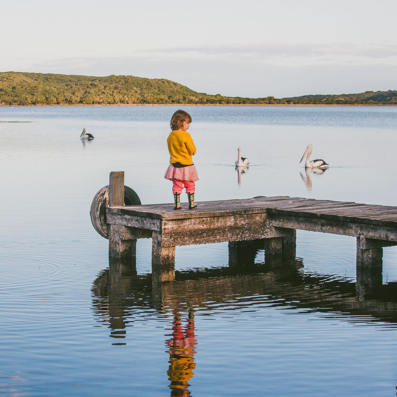 Small girl on a jetty with three pelicans - photo taken in Denmark on WA's south coast