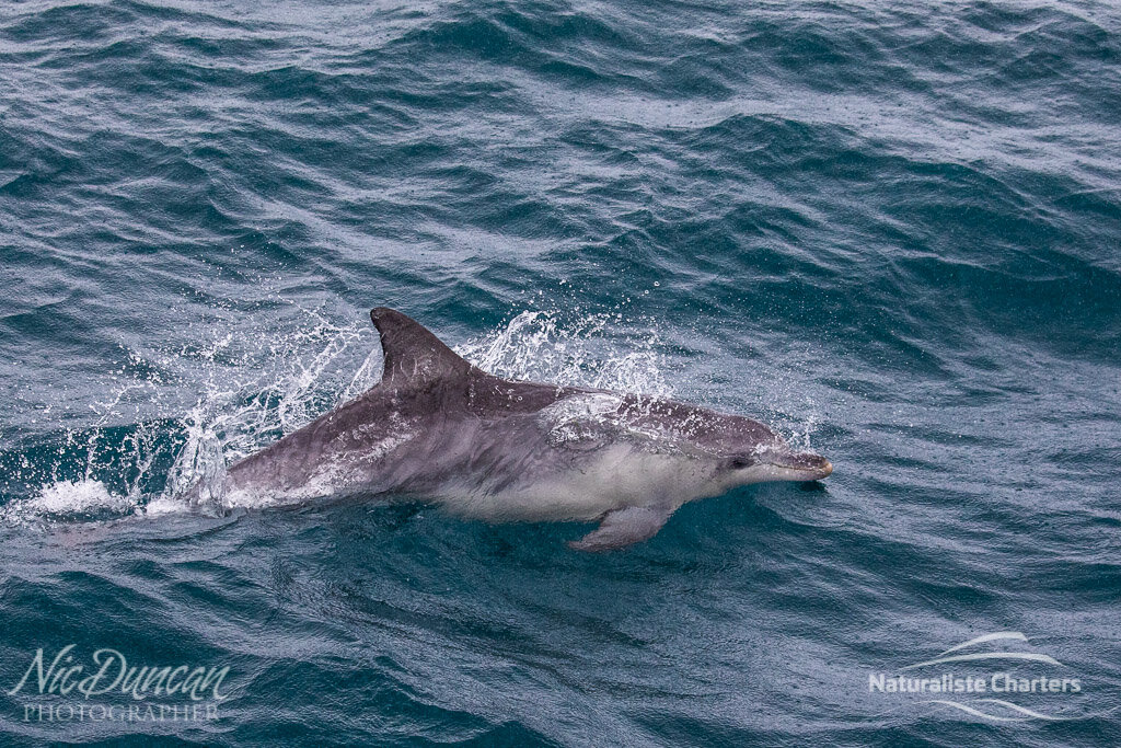 Common dolphins regularly accompany the Naturaliste Charters passengers and crew as they whalewatch in Flinders Bay, Western Australia