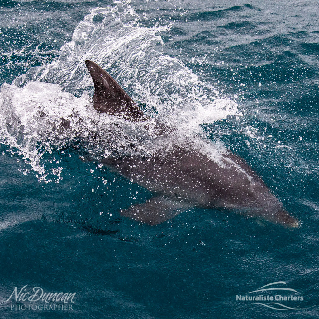 A common dolphin slices through the water off Augusta, WA - an added bonus during a whalewatching tour