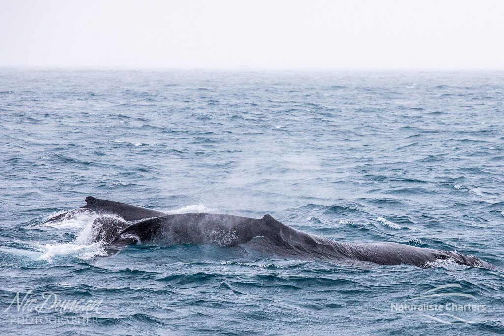 A pair of humpback whales spotted in Flinders Bay, WA