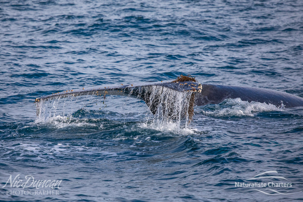 A humpback whale tail spotted during a whale watching tour with Naturaliste Charters, off Augusta