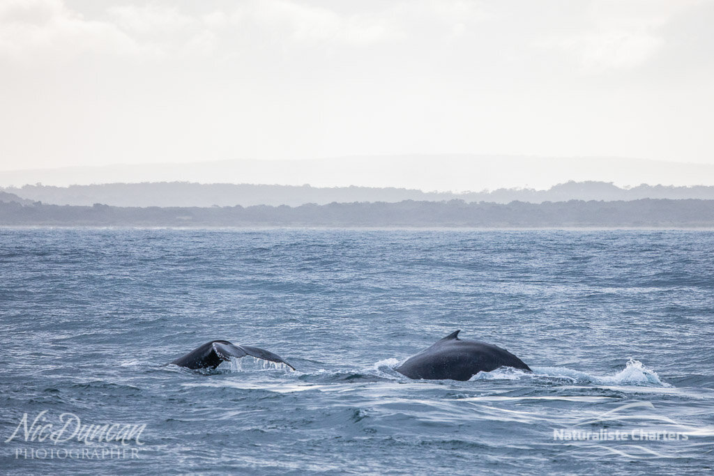A pair of humpback whales off the coast of Augusta in WA's south-west