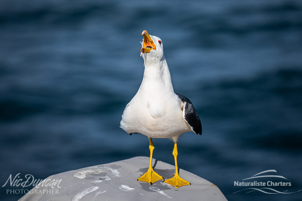 Occy, the Pacific Gull with something to say
