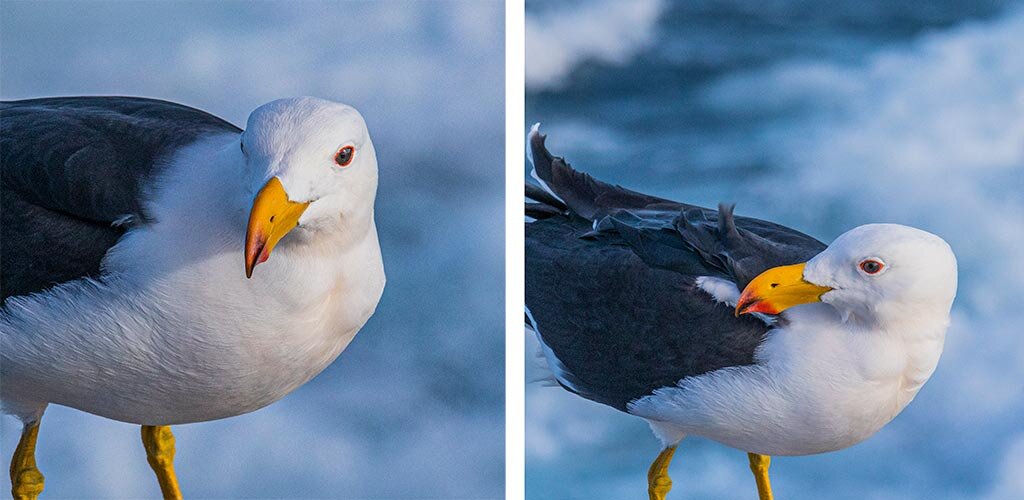 Close-up photos of a Pacific Gull