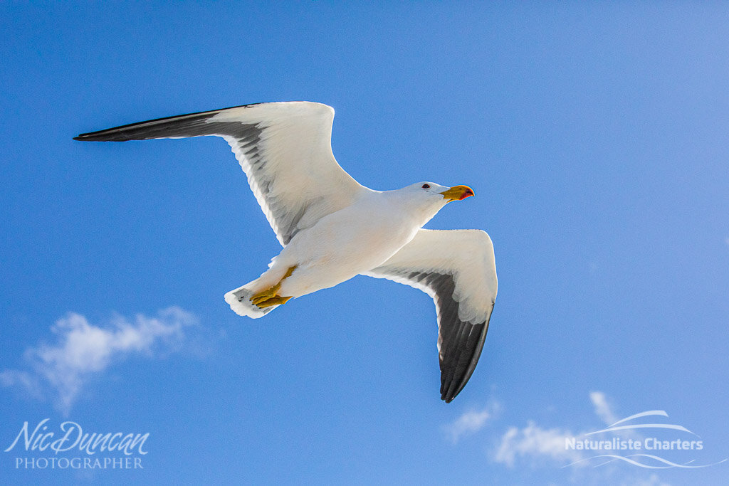 Pacific gull flying overhead with clouds and blue sky