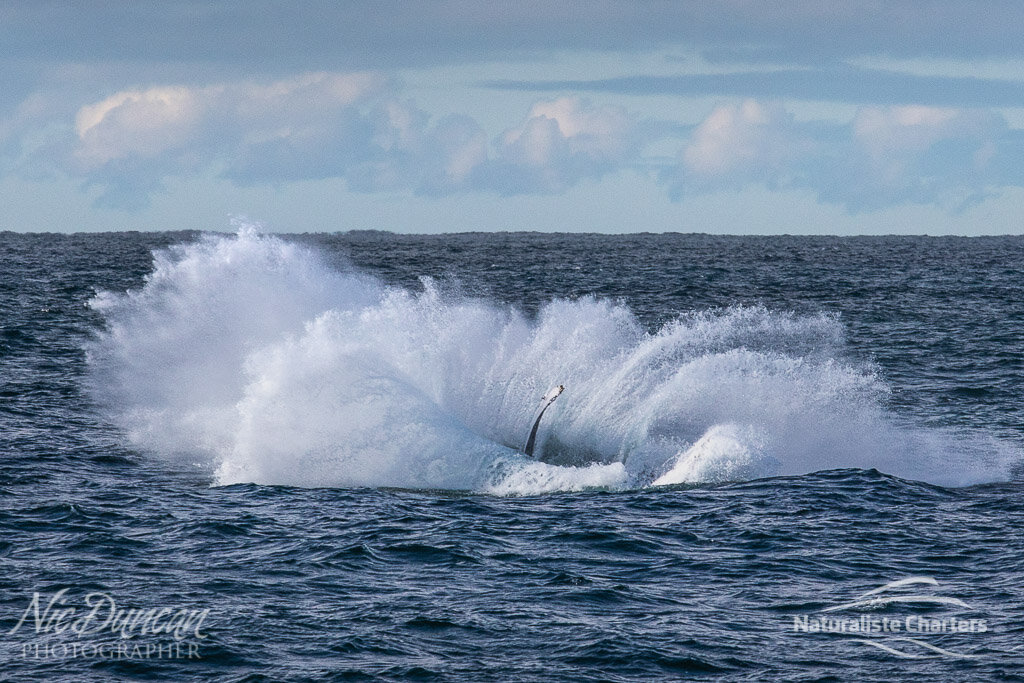 The mighty splash from a breaching humpback whale
