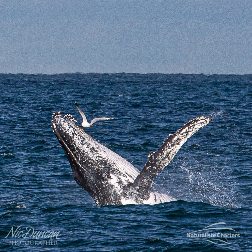 The head of a humpback whale with a gull flying past