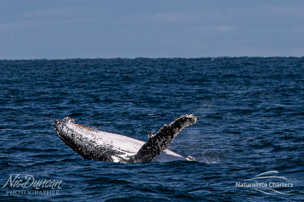 A humpback whale in Flinders Bay, WA