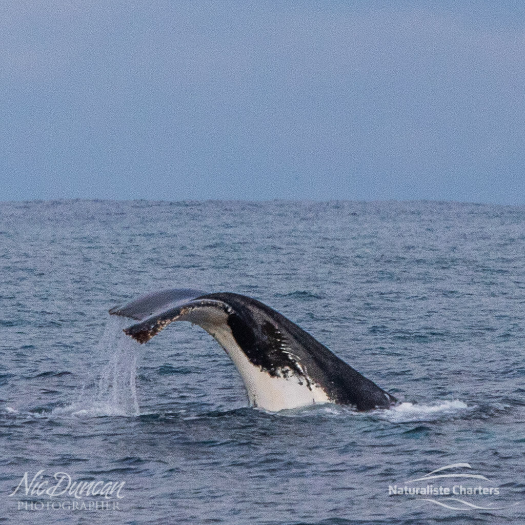 Humpback tail action from the Naturaliste Charters Whalewatching tour boat in Augusta, WA