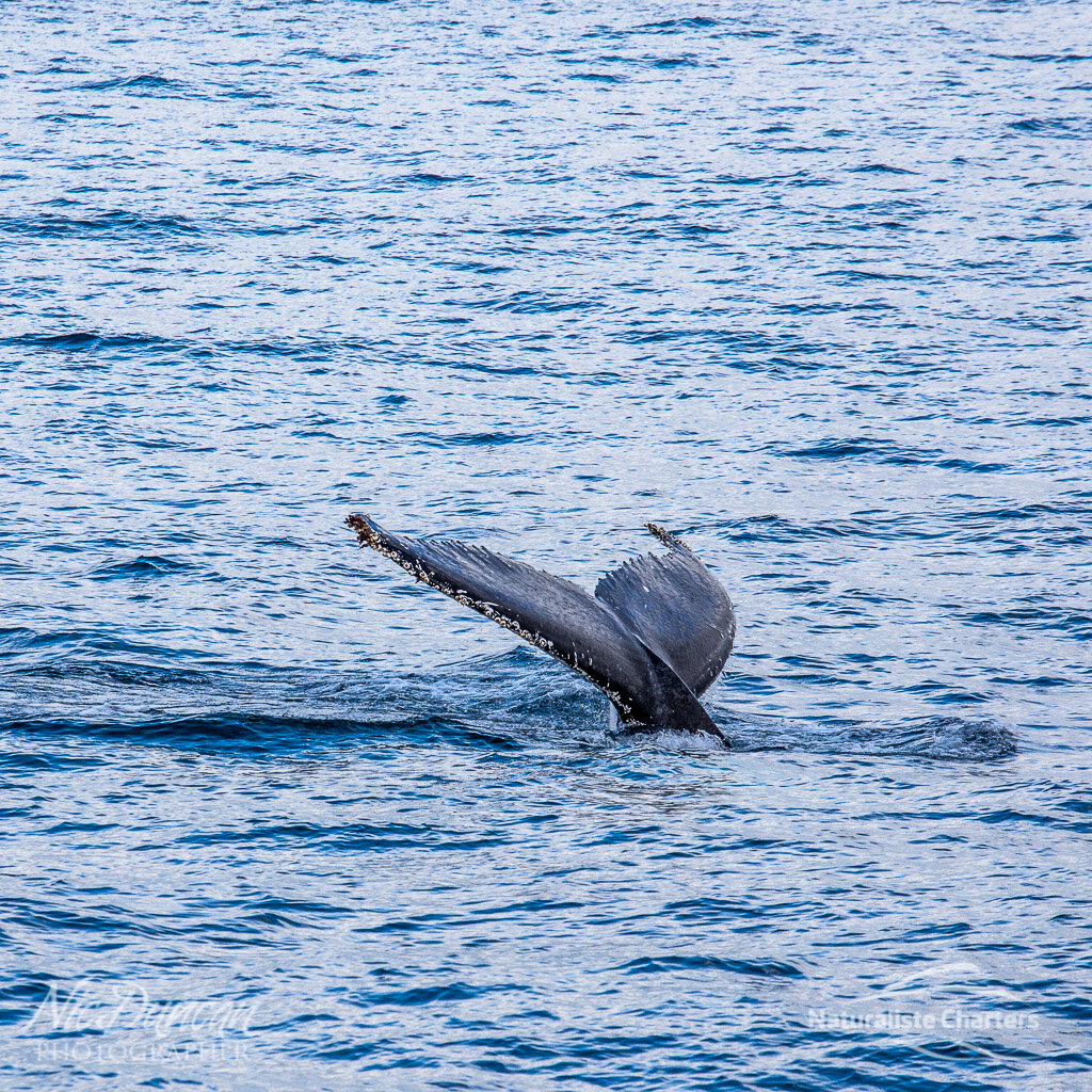A humpback whale's tail