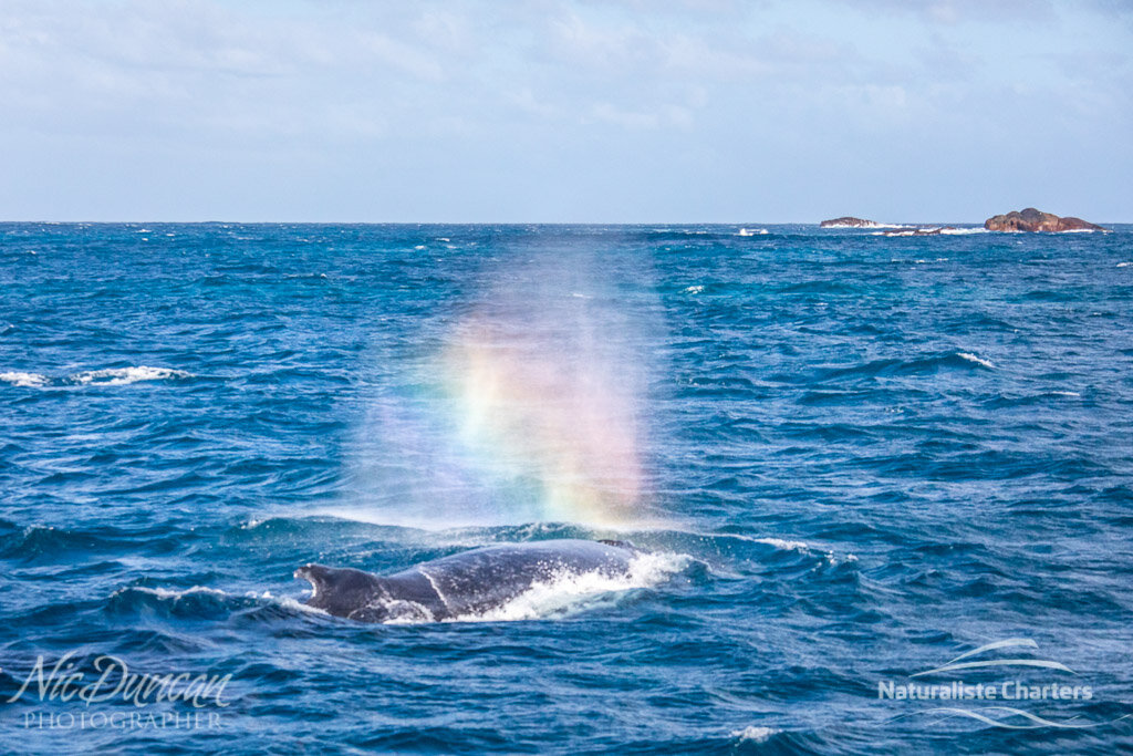 A rainbow in the humpback's spurt
