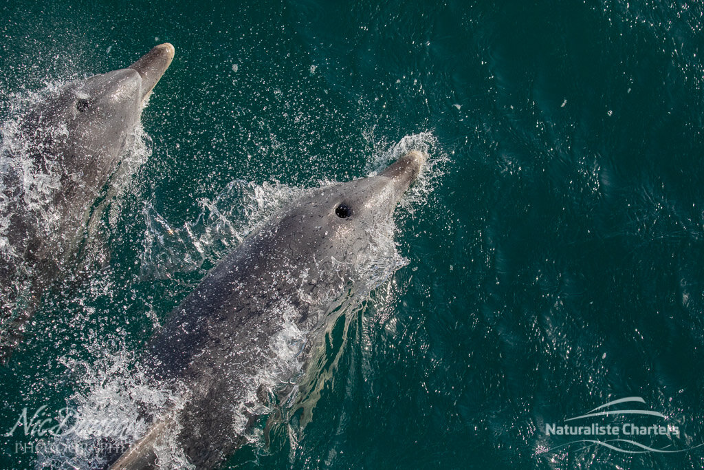 Bottlenose dolphins accompanying the whalewatching boat in Flinders Bay